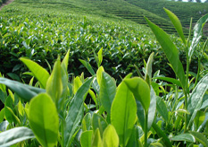 茶叶茄子视频APP污片标签方案