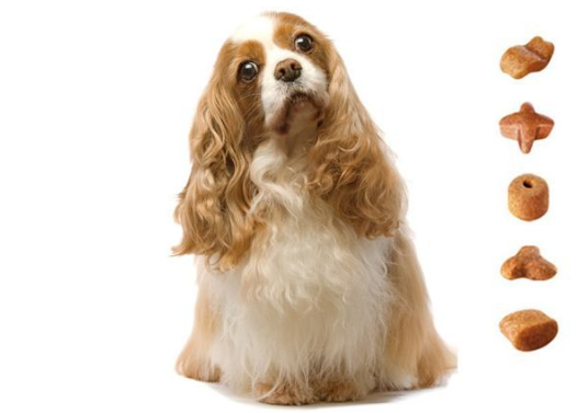 rfid宠物追溯管理系统 rfid宠物追踪溯源信息管理系统解决方案