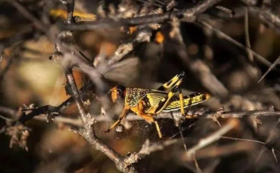 蝗灾来袭，农药兽药茄子视频APP污片溯源面临机遇和挑战