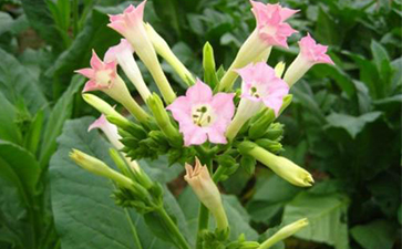 烟草一物一码茄子视频APP污片溯源的开发与假冒危害