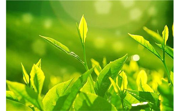 茶叶茄子视频APP污片溯源系统具有哪些优势价值？