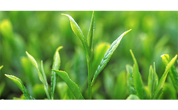 茶叶质量追溯管理系统可以实现哪些功能？具有哪些优点？